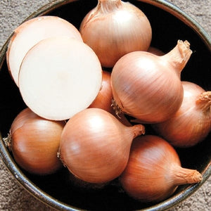 Seeds Calibra F1 Onion: 100 Seed Packet [HIGH MOWING #2675.1] T