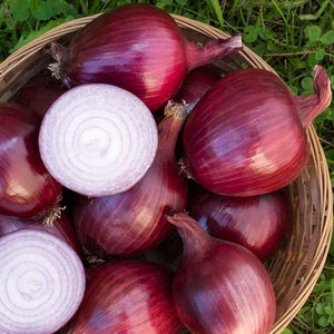 Seeds Red Carpet F1 Onion: 50 Seed Packet [HIGH MOWING #2681.2] T