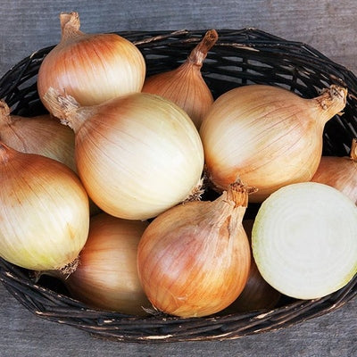 Seeds Ailsa Craig Onion: 1/64 oz Packet [HIGH MOWING #2683.1] T