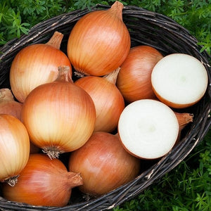 Seeds Cortland F1 Onion: 50 Seed Packet [HIGH MOWING #2684.2] T