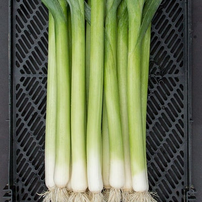 Seeds Alto Leek: 1/64 oz Packet [HIGH MOWING #2700.1] T