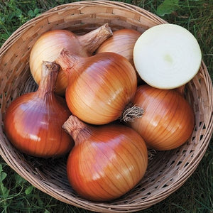 Seeds Valencia Onion: 1/64 oz Packet [HIGH MOWING #2702.1] T