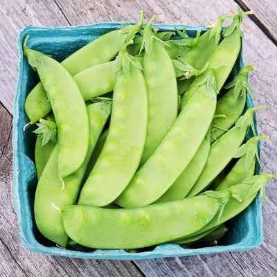 Seeds Oregon Sugar Pod Snow Pea: 1 oz Packet [HIGH MOWING #2750.1] T