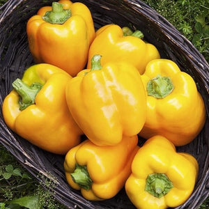 Seeds Golden Ca Wonder Pepper: 1/64 oz Packet [HIGH MOWING #2776.1] T