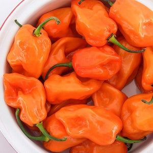 Seeds Magnum Habanero Pepper: 1/64 oz Packet [HIGH MOWING #2783.1] T