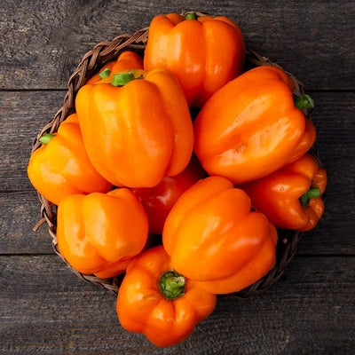 Seeds Cubo Orange Sweet Pepper: 10 Packet [HIGH MOWING #2834.1] T