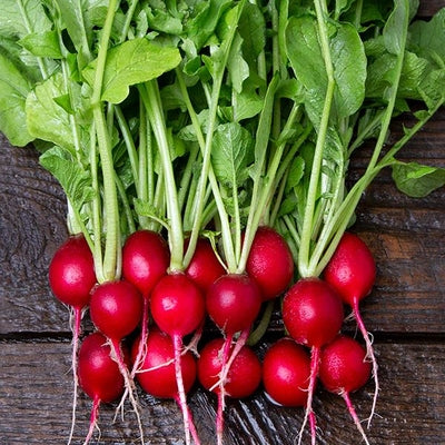 Seeds Cherry Belle Radish: 1/16 oz Packet [HIGH MOWING #2850.1] T