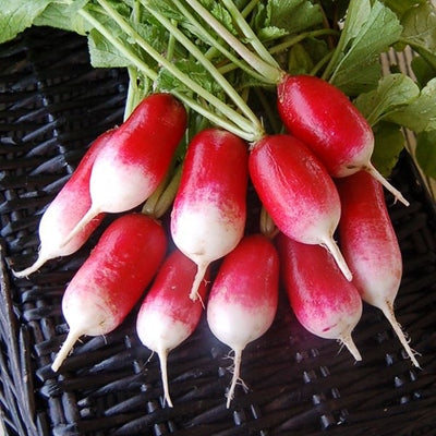 Seeds French Breakfast Radish: 1/16 oz Packet [HIGH MOWING #2860.1] T