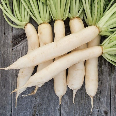 Seeds Daikon Radish: 1/16 oz Packet [HIGH MOWING #2862.1] T