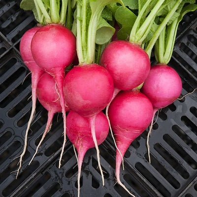 Seeds Pink Beauty Radish: 1/16 oz Packet [HIGH MOWING #2870.1] T