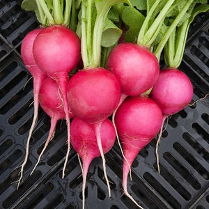 Seeds Pink Beauty Radish: 1/16 oz Packet [HIGH MOWING #2870.1] T