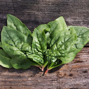 Seeds Regiment F1 Spinach: 100 Seed Packet [HIGH MOWING #2881.1] T