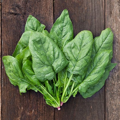 Seeds Giant Winter Spinach: 1/4 oz Packet [HIGH MOWING #2885.1] T