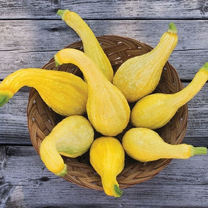 Seeds Yellow Crookneck Summer Squash: 1/8 oz Packet [HIGH MOWING #2910.1] T