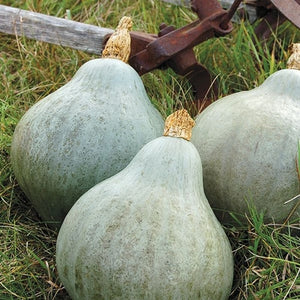 Seeds Baby Blue Hubbard Squash: 1/8 oz Packet [HIGH MOWING #2925.1] T