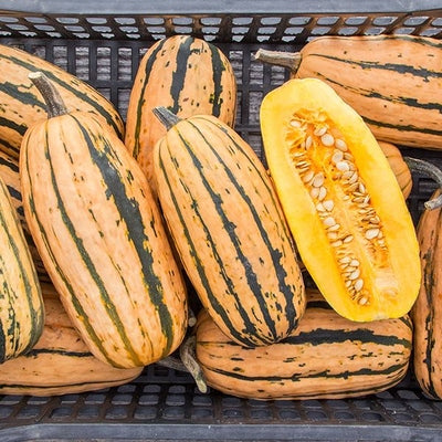 Seeds Honey Boat Delicata Squash: 1/8 oz Packet [HIGH MOWING #2952.1] T