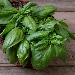 Seeds Gustoso Basil: 1/32 oz Packet [HIGH MOWING #5012.1] T