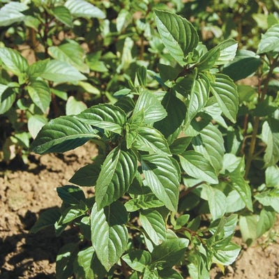 Seeds Sweet Thai Basil: 1/32 oz Packet [HIGH MOWING #5031.1] T