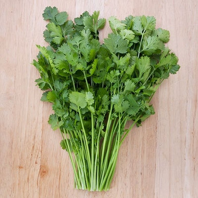 Seeds Santo Cilantro: 1/8 oz Packet [HIGH MOWING #5050.1] T