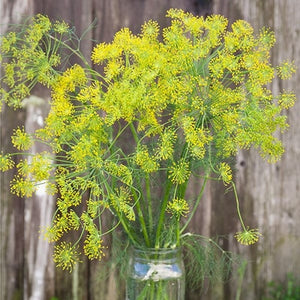 Seeds Bouquet Dill: 1/32 oz Packet [HIGH MOWING #5060.1] T