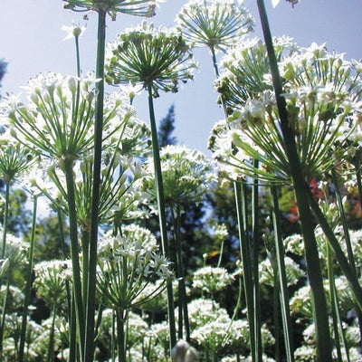 Seeds Garlic Chives: 1/32 oz Packet [HIGH MOWING #5080.1] T