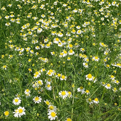 Seeds Chamomile: 1/10 Gram Packet [HIGH MOWING #6021.1] T