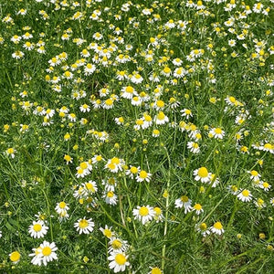 Seeds Chamomile: 1/10 Gram Packet [HIGH MOWING #6021.1] T