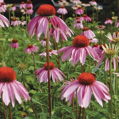 Seeds Echinacea Purpurea: 1/32 oz Packet [HIGH MOWING #6040.1] T