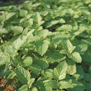 Seeds Lemon Balm: 1/32 oz Packet [HIGH MOWING #6090.1] T