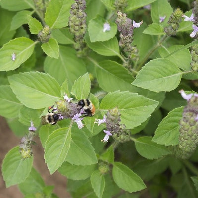 Seeds Sacred Basil: 1/10 Gram Packet [HIGH MOWING #6130.1] T