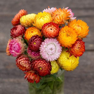 Seeds Roggli Riesen Strawflower: 1/64 oz Packet [HIGH MOWING #7055.1] T