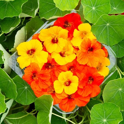 Seeds Nasturtium Blend: 1/8 oz Packet [HIGH MOWING #7077.1] T