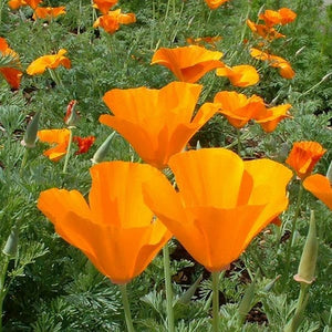 Seeds California Orange Poppy: 1/64 oz Packet [HIGH MOWING #7094.1] T