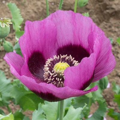 Seeds Planete Rouge Du Jura Poppy: 1/64 oz Packet [HIGH MOWING #7095.1] T