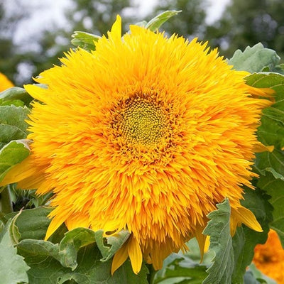 Seeds Goldy Double Sunflower: 1/16 oz Packet [HIGH MOWING #7097.1] T