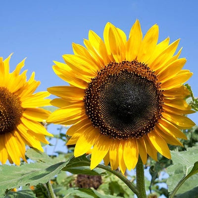 Seeds Hopi Black Dye Sunflower: 1/16 oz Packet [HIGH MOWING #7103.1] T