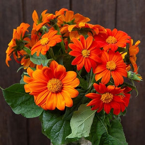 Seeds Mexican Sunflower: 1/32 oz Packet [HIGH MOWING #7110.1] T