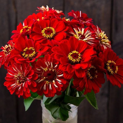 Seeds Red Scarlet Zinnia: 1/32 oz Packet [HIGH MOWING #7145.1] T