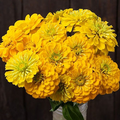 Seeds Golden Yellow Zinnia: 1/32 oz Packet [HIGH MOWING #7149.1] T