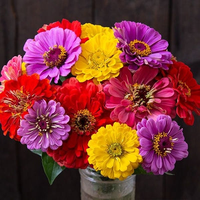 Seeds County Fair Blend Zinnias: 1/32 oz Packet [HIGH MOWING #7150.1] T