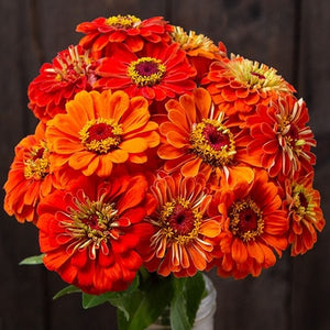 Seeds Orange Zinnia: 1/32 oz Packet [HIGH MOWING #7151.1] T