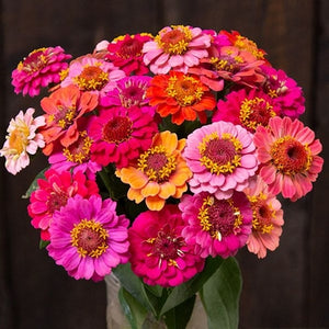 Seeds Dwarf Thumbolina Zinnia: 50 Seed Packet [HIGH MOWING #7154.1] T