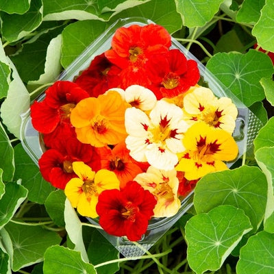 Seeds Dwarf Jewel Blend Nasturtium: 1/8 oz Packet [HIGH MOWING #7160.1] T