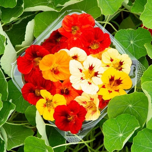 Seeds Dwarf Jewel Blend Nasturtium: 1/8 oz Packet [HIGH MOWING #7160.1] T