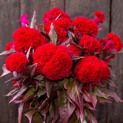 Seeds Red Flame Celosia: 50 Seed Packet [HIGH MOWING #7217.1] T