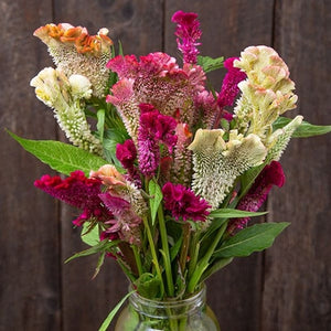 Seeds Supercrest Mix Celosia: 50 Seed Packet [HIGH MOWING #7218.1] T