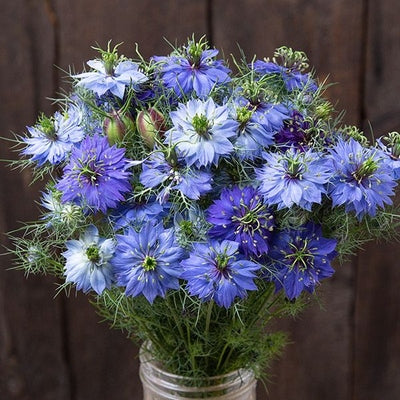 Seeds Nigella: 50 Seed Packet [HIGH MOWING #7221.1] T