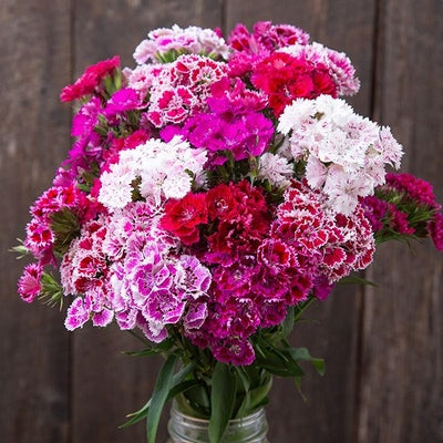 Seeds Doubled Chinensis Mix Dianthus: 25 Seed Packet [HIGH MOWING #7225.1] T