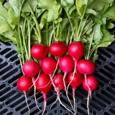 Seeds Raxe Radish: 1/16 oz Packet [HIGH MOWING #7242.1] T