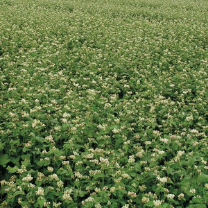 Seeds Common Buckwheat Cover Crop: 4 oz Packet [HIGH MOWING #8010.2] T